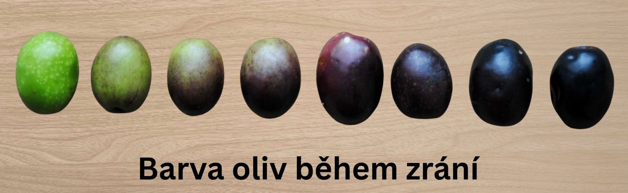 Barva oliv během zrání